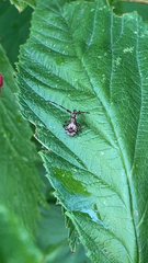 Coreus marginatus