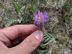 Astragalus laxmannii robustior