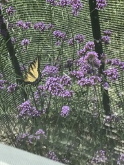 Papilio glaucus