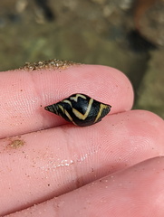 Pictocolumbella ocellata