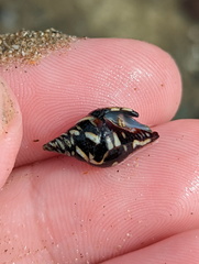 Pictocolumbella ocellata