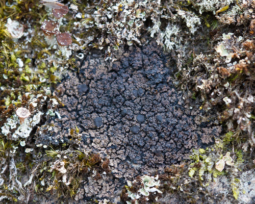 Vahliella leucophaea image