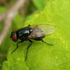 Hydrotaea ignava