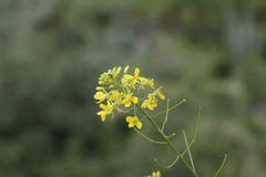 Sisymbrium loeselii