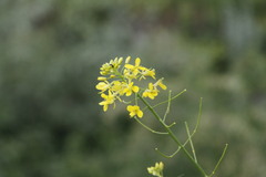 Sisymbrium loeselii