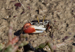 Tubuca coarctata