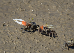 Tubuca coarctata