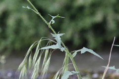 Sisymbrium loeselii