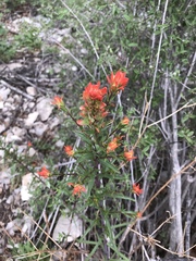 Castilleja wootonii