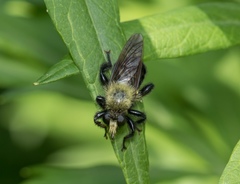 Laphria flavicollis