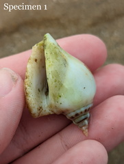 Laevistrombus canarium