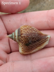 Laevistrombus canarium