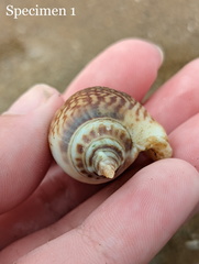 Laevistrombus canarium