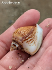 Laevistrombus canarium