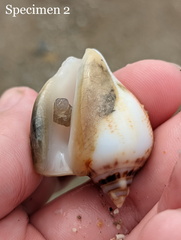 Laevistrombus canarium