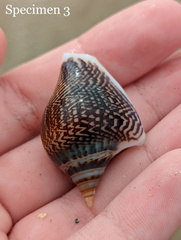 Laevistrombus canarium