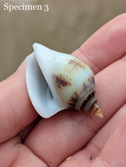 Laevistrombus canarium