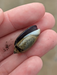 Oliva oliva