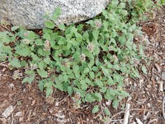 Phacelia hydrophylloides