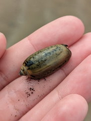 Oliva oliva