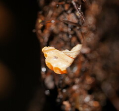 Panellus ligulatus