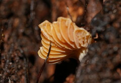 Panellus ligulatus