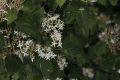 Cornus sanguinea