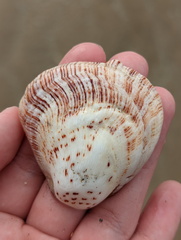 Spondylus nicobaricus
