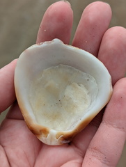 Spondylus nicobaricus