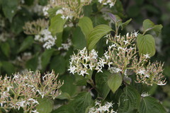 Cornus sanguinea