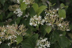 Cornus sanguinea