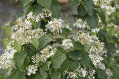 Cornus sanguinea