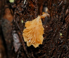 Panellus ligulatus