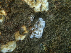 Montipora capitata