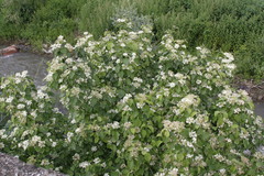 Cornus sanguinea