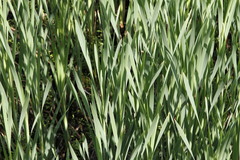 Typha angustifolia