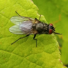 Hydrotaea dentipes