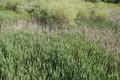 Typha angustifolia