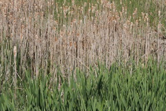 Typha angustifolia