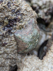 Cryptasterina pentagona