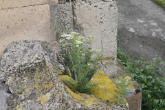 Achillea nobilis