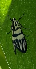 Heortia vitessoides