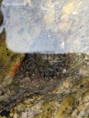 Anthopleura dixoniana