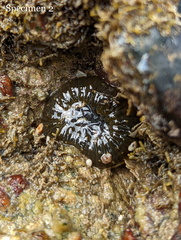 Anthopleura dixoniana