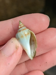 Laevistrombus canarium