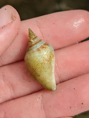 Laevistrombus canarium