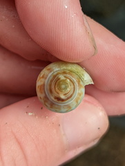 Laevistrombus canarium