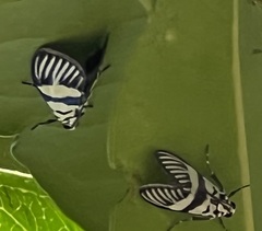 Heortia vitessoides