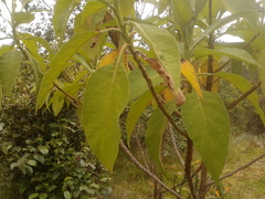 Verbesina crassiramea