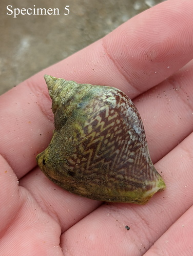 Dipcadi rhodesicum Weim.